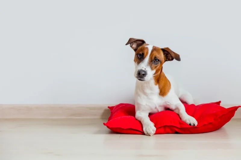 What is parainfluenza in dogs?
