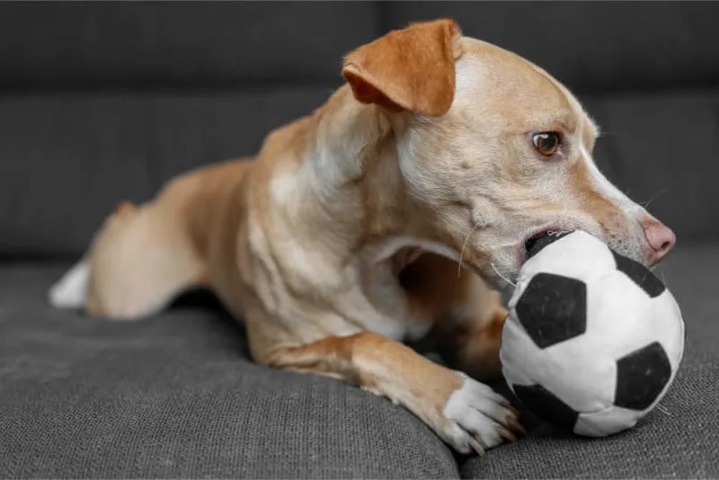 Why Does My Dog Eat Everything?