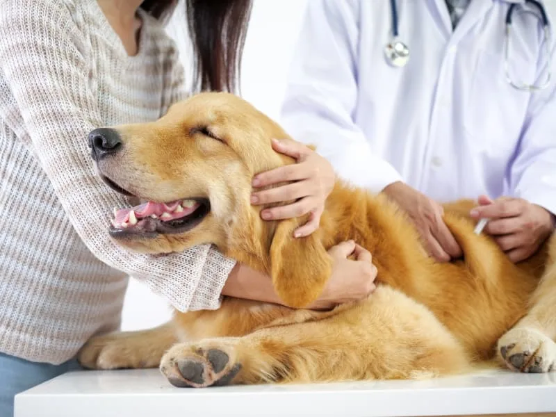 What Is the DHPP Vaccine 5-in-1 Vaccine for Dogs?