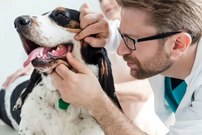 Cavities & Pet Dental Care for Dogs