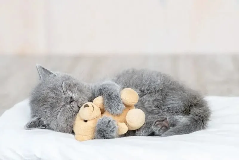 Young cat holding a teddy bear while awaiting care