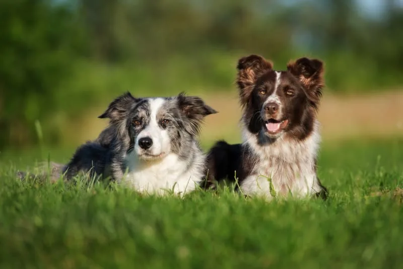 Are Two Dogs Better Than One?