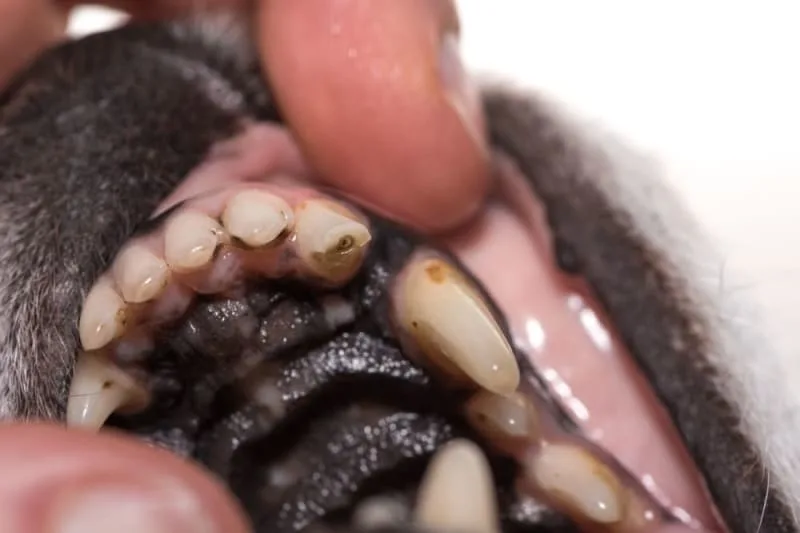 Fractured Teeth in Dogs