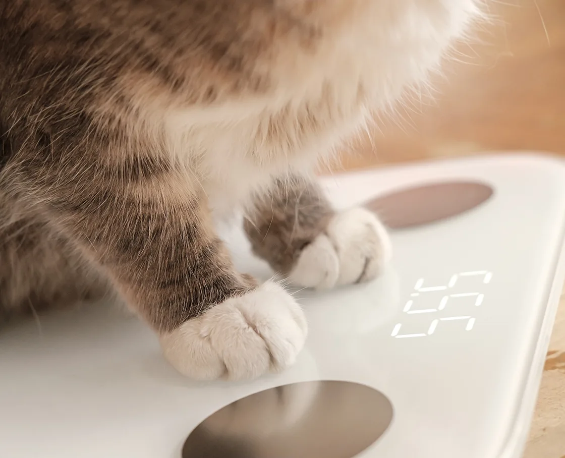 cat paws on a digital scale