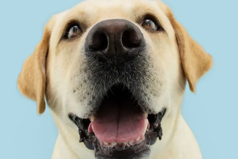 Bad Breath in Dogs: Causes & Remedies