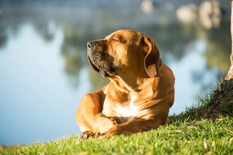 Health Benefits of Acupuncture for Dogs