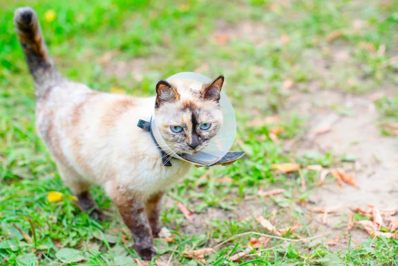 Male Cats Behavior & Recovery After Neuter