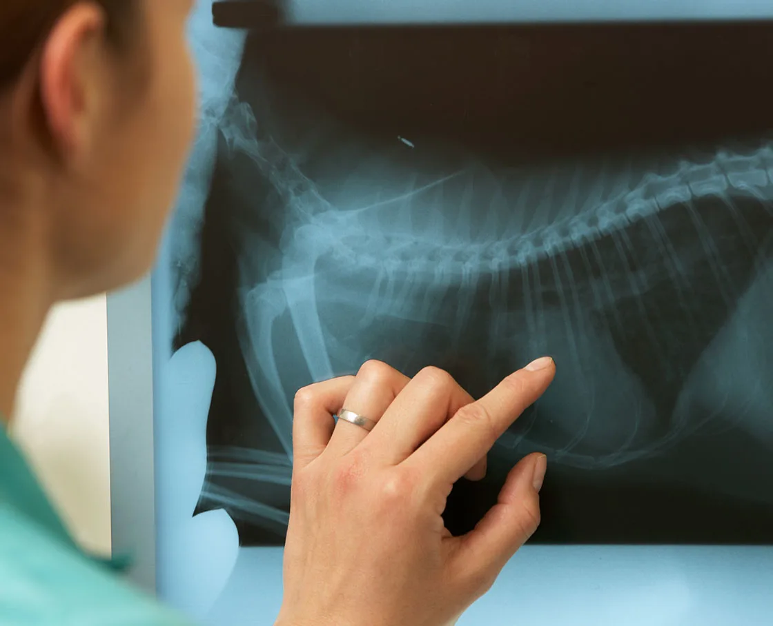 Female Veterinarian Examining X-Ray