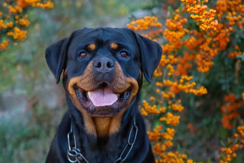 Excessive Panting in Dogs - Causes & What To Do
