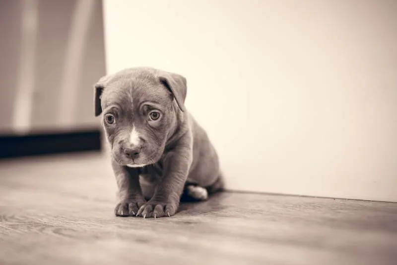 Epilepsy in Dogs - Idiopathic Epilepsy Treatments and Symptoms