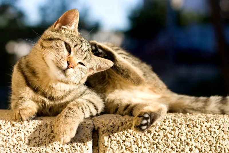 How To Treat Ear Mites In Cats