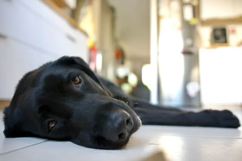 Vaccine Reactions in Dogs: Everything You Should Know