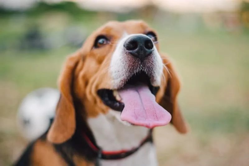 Remedies For and Causes of Bad Breath in Dogs