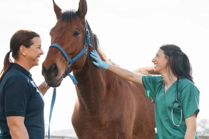 How to Recognize & Treat Back Pain Horses
