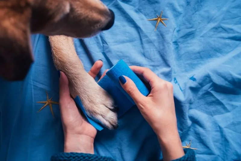 Dog Wound Care: Complete Guide