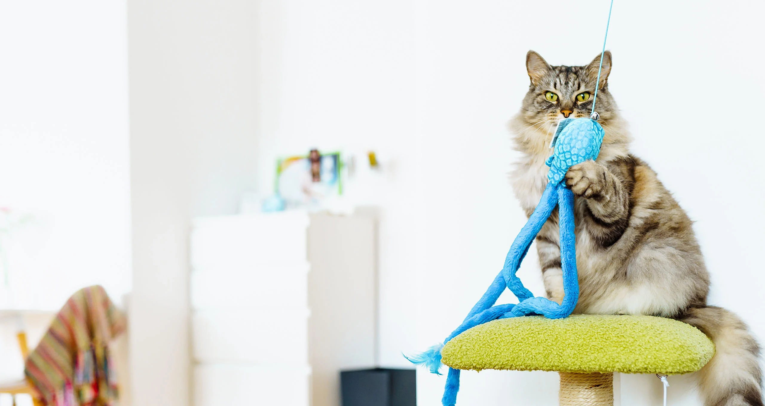 h fluffy grey tabby sitting on post playing with blue octopus toy