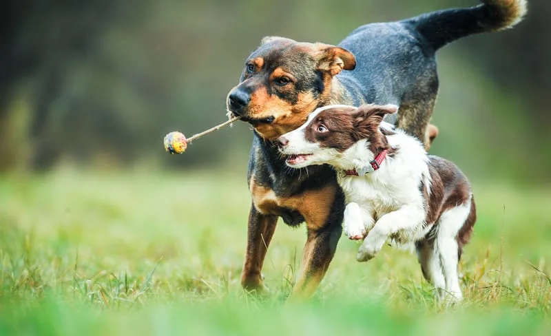 The Most Common Dog Illnesses: Symptoms and Treatment
