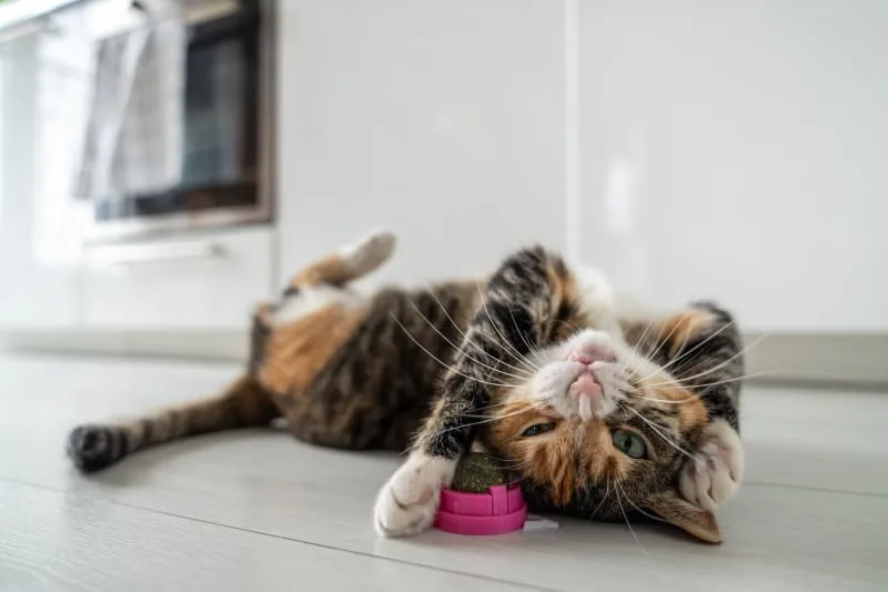 What does catnip do to cats?
