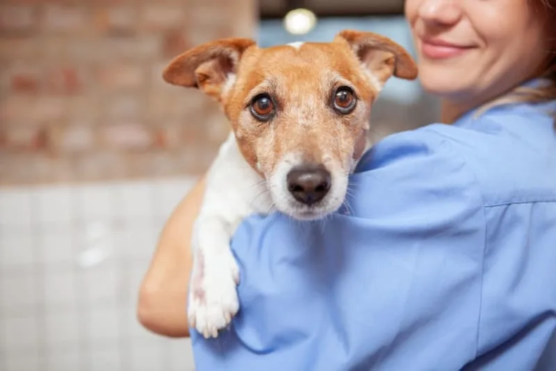 How Often Do You Take a Dog to the Vet?