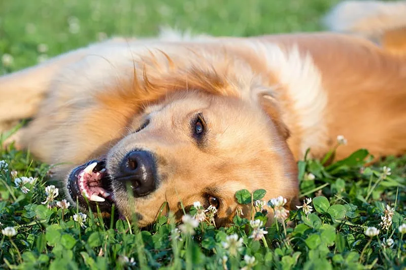 How to Plan For Your Pet's Next Preventive Care Exam