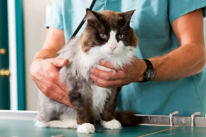Cat Vaccination Schedule