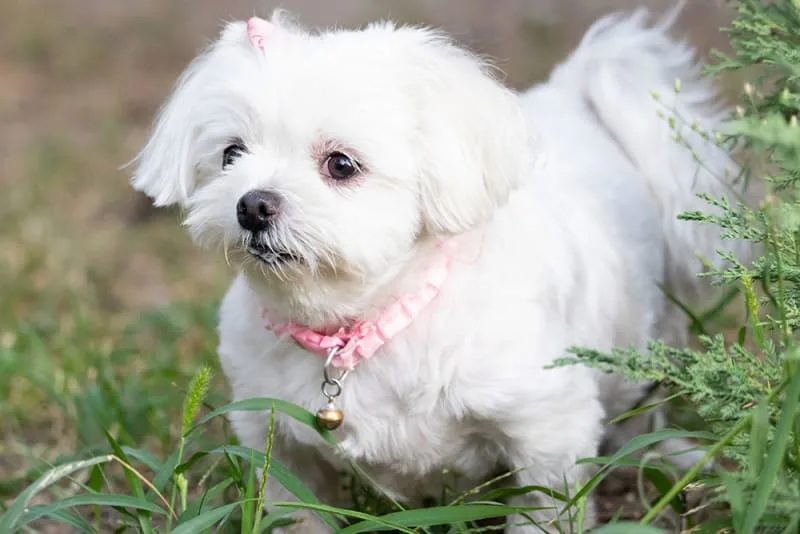 How often should you take a dog to the vet?