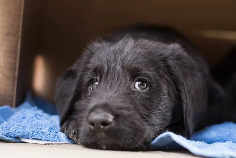 Where to Leave a Dog While on Vacation?