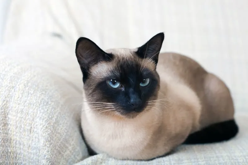 Best Breed of House Cat
