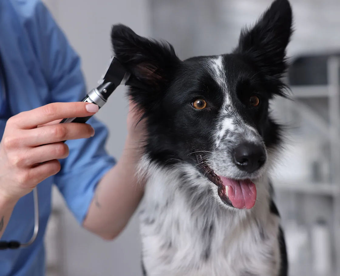 Veterinarian examining cute dog's ear with oto