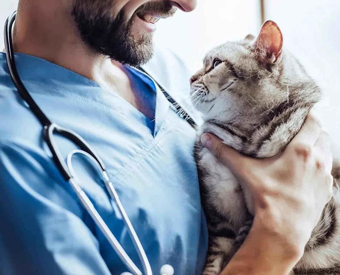 A veterinarian holds a grey tabby cat, sharing a warm moment.