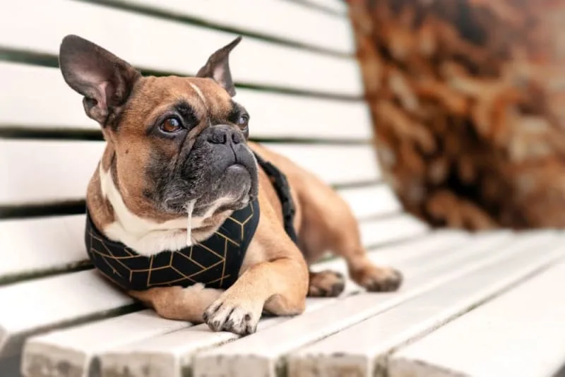 Drooling in Dogs: Why They Do it & What to Do