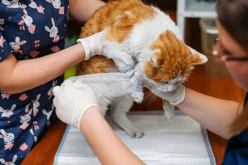 How to Tell if a Cat Has a Broken Leg