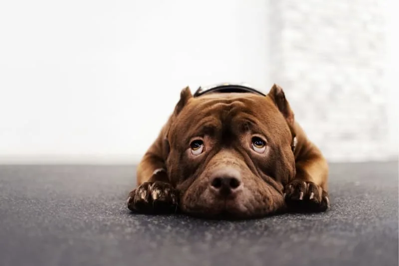 Can a Dog Have a Reaction to the Bordetella Vaccine?