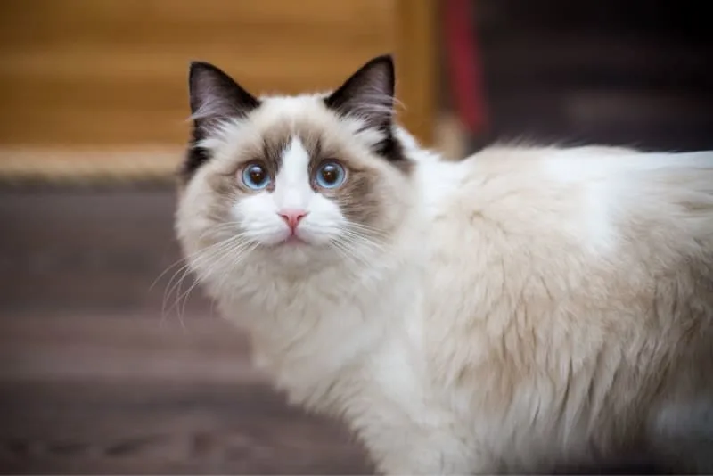 Best Breed of House Cat