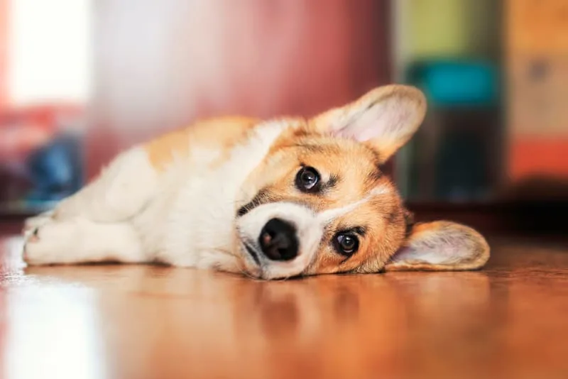 Fever in Dogs