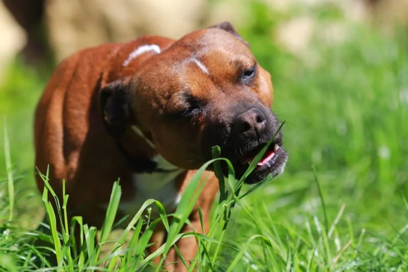 Dogs Eating Grass: Why Do They Do It & Is It Safe?