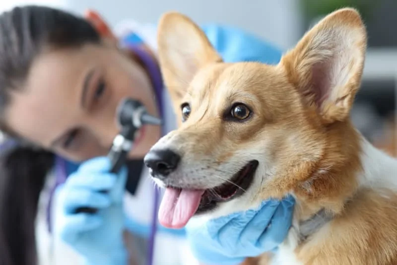 Why are my dog's ears bleeding?