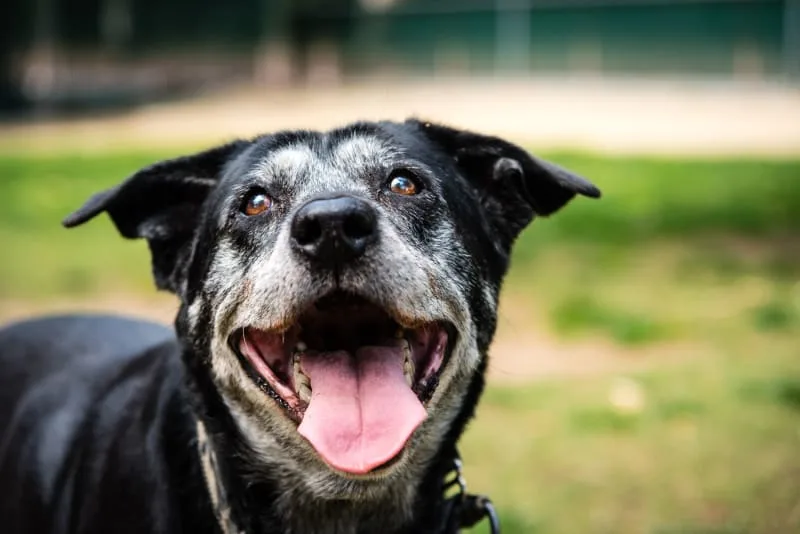Best Dog Food for Senior Dogs