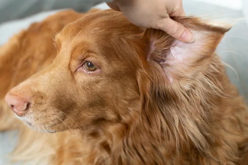 Ear Infections in Dogs: Causes, Symptoms & Treatment