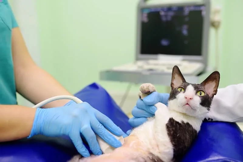 Veterinary Diagnostic Imaging for Pets