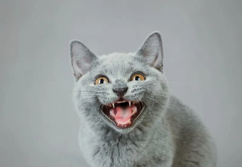 Common Dental Problems in Cats & How to Prevent Them