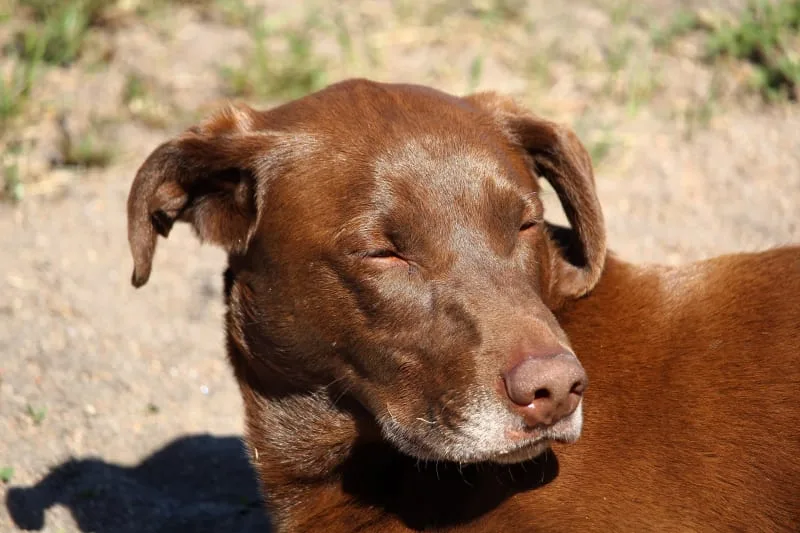 Facial Swelling in Dogs