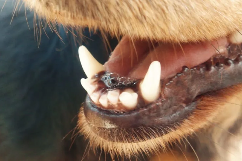 Bad Breath in Dogs: Causes & Remedies