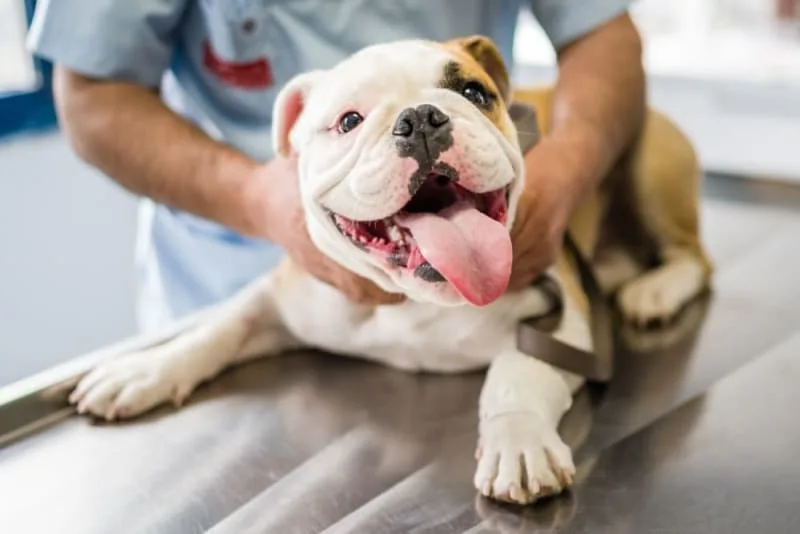 Vaccine Reactions in Dogs