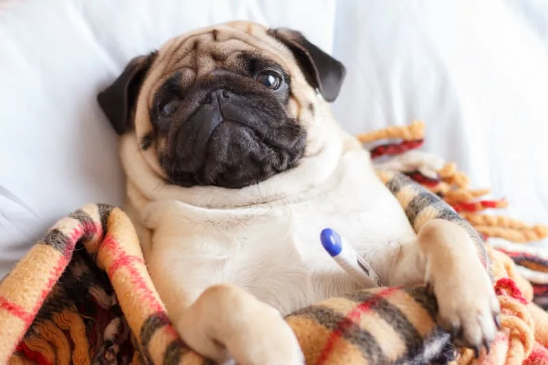 How to Reduce a High Fever in Dogs