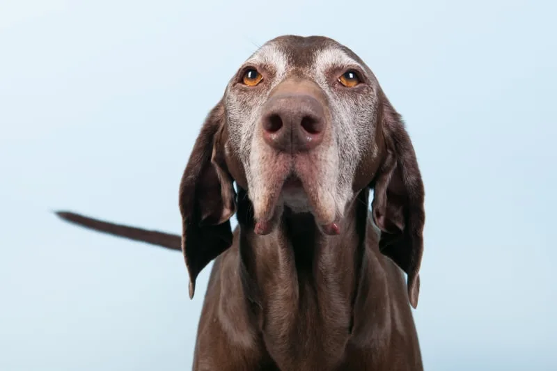 Pet Hospice Care: Why You Should Consider It