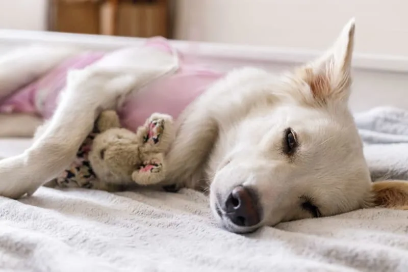 How long will my dog be in pain after neutering or spaying?