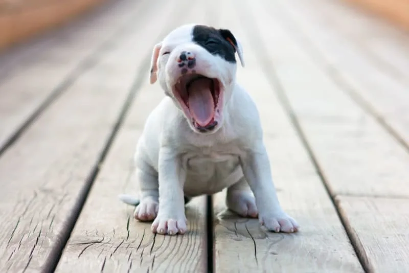Puppy’s First Vet Visit: Checklist & What to Expect