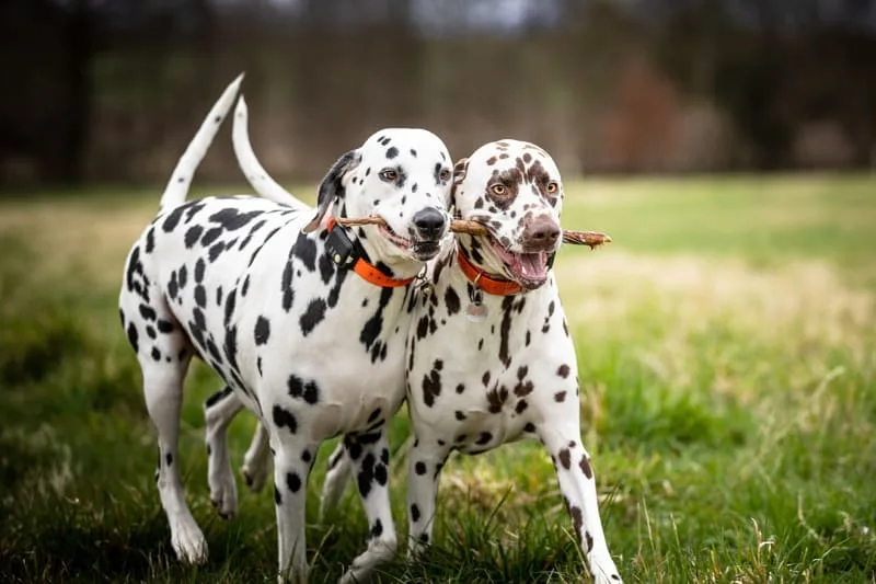 Dog Intestinal Blockage Surgery