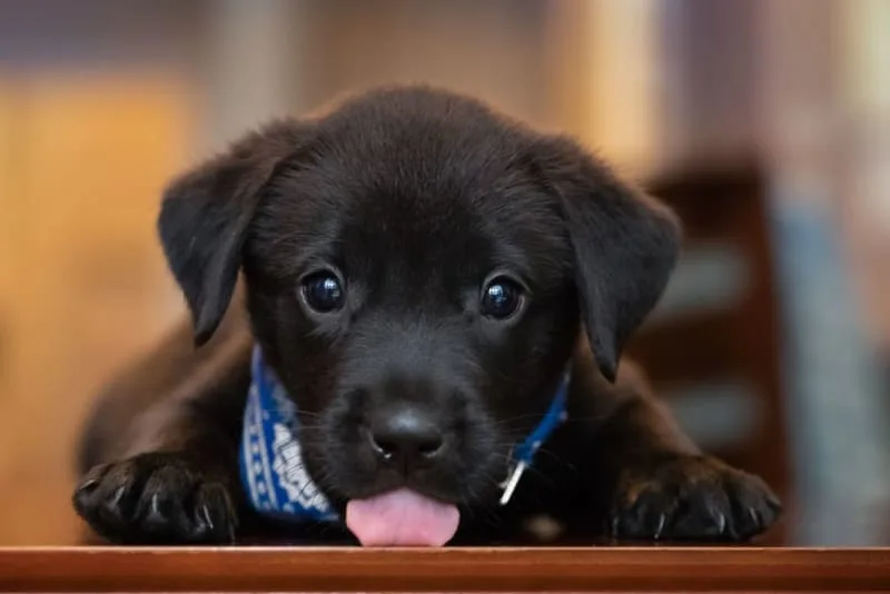 Puppy’s First Vet Visit: Checklist & What to Expect